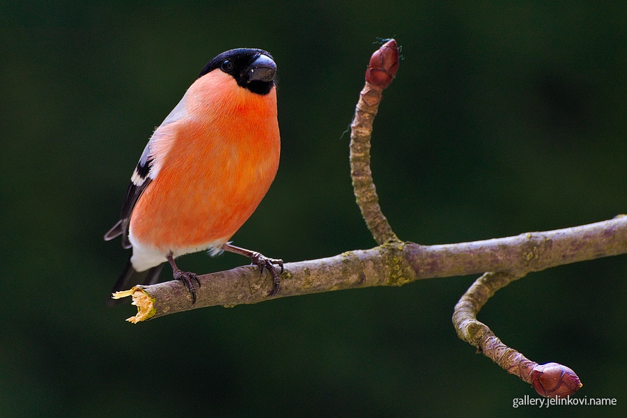 Eurasian bullfinch (Pyrrhula pyrrhula) - female