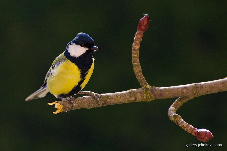 Great tit (Parus major)