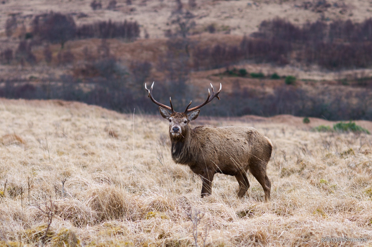 Red deer (Cervus elaphus)