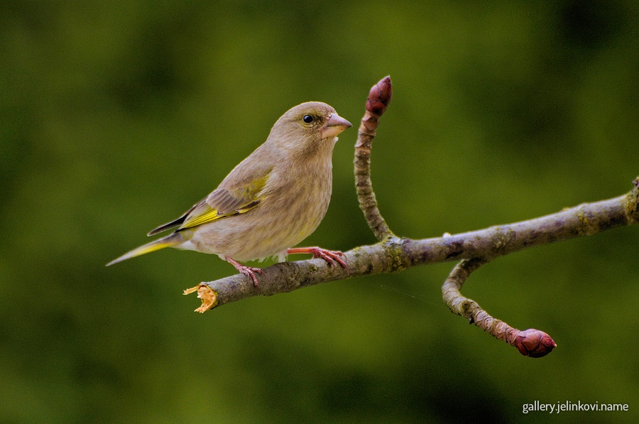 European greenfinch (Carduelis chloris) - male