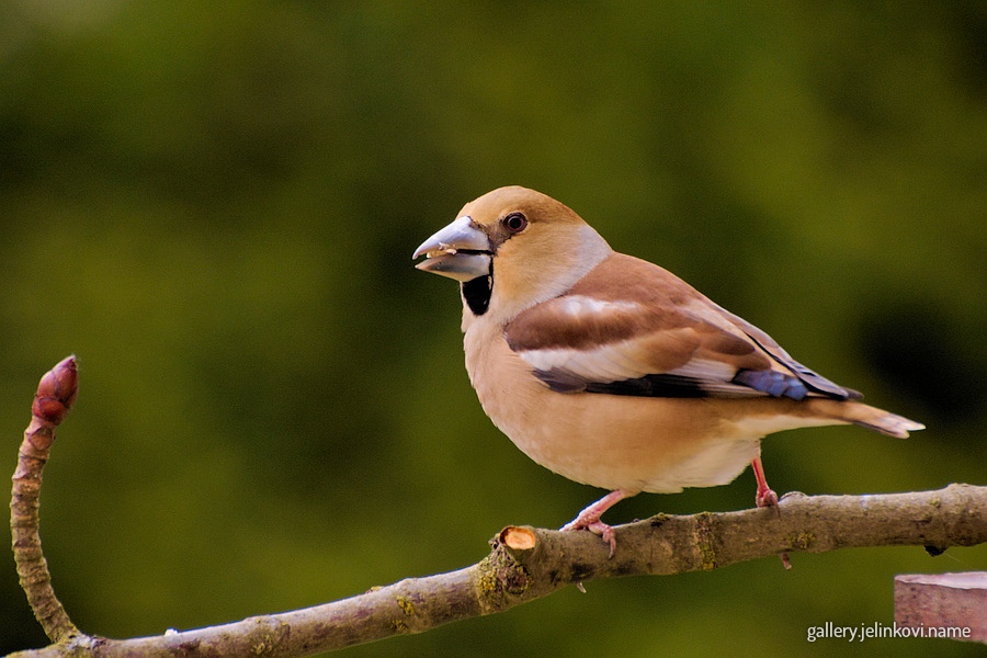 Hawfinch (Coccothraustes coccothraustes)