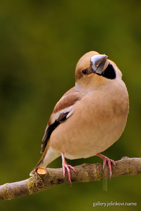 Hawfinch (Coccothraustes coccothraustes)
