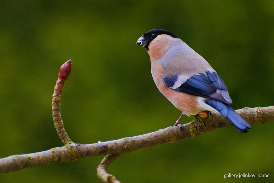 Eurasian bullfinch (Pyrrhula pyrrhula) - male