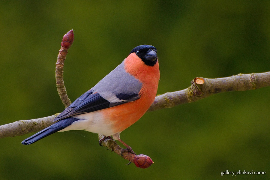 Eurasian bullfinch (Pyrrhula pyrrhula) - female