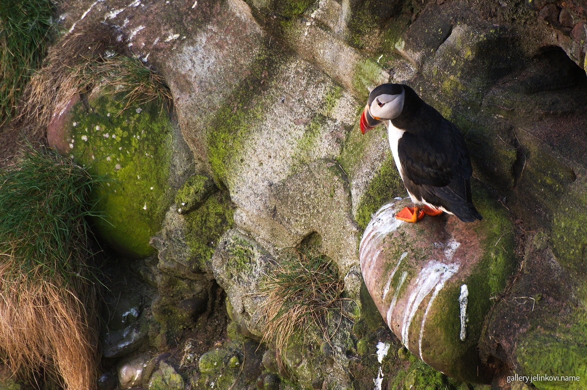 Atlantic puffin (Fratercula arctica)