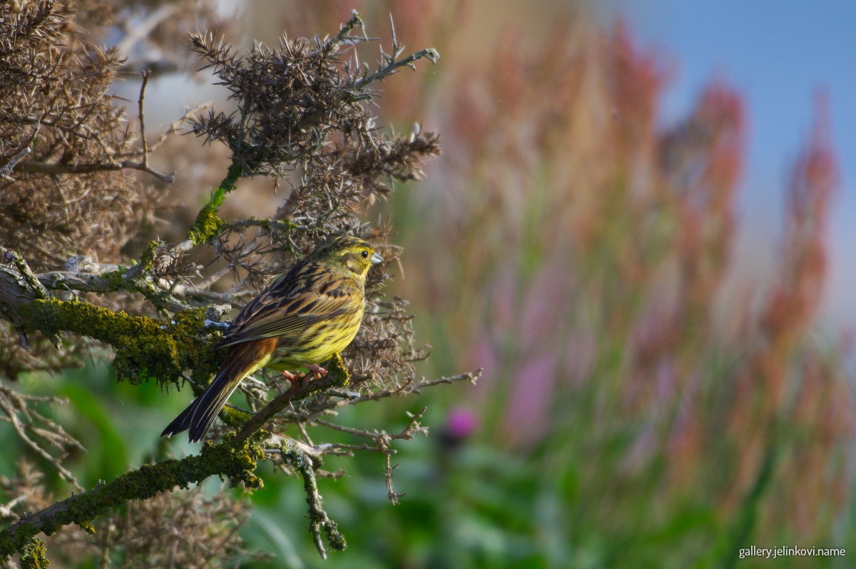 Yellowhammer (Emberiza citrinella)