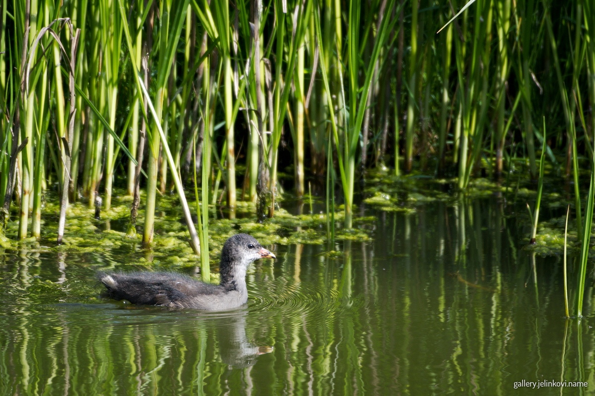 Moorhen (Gallinula chloropus)