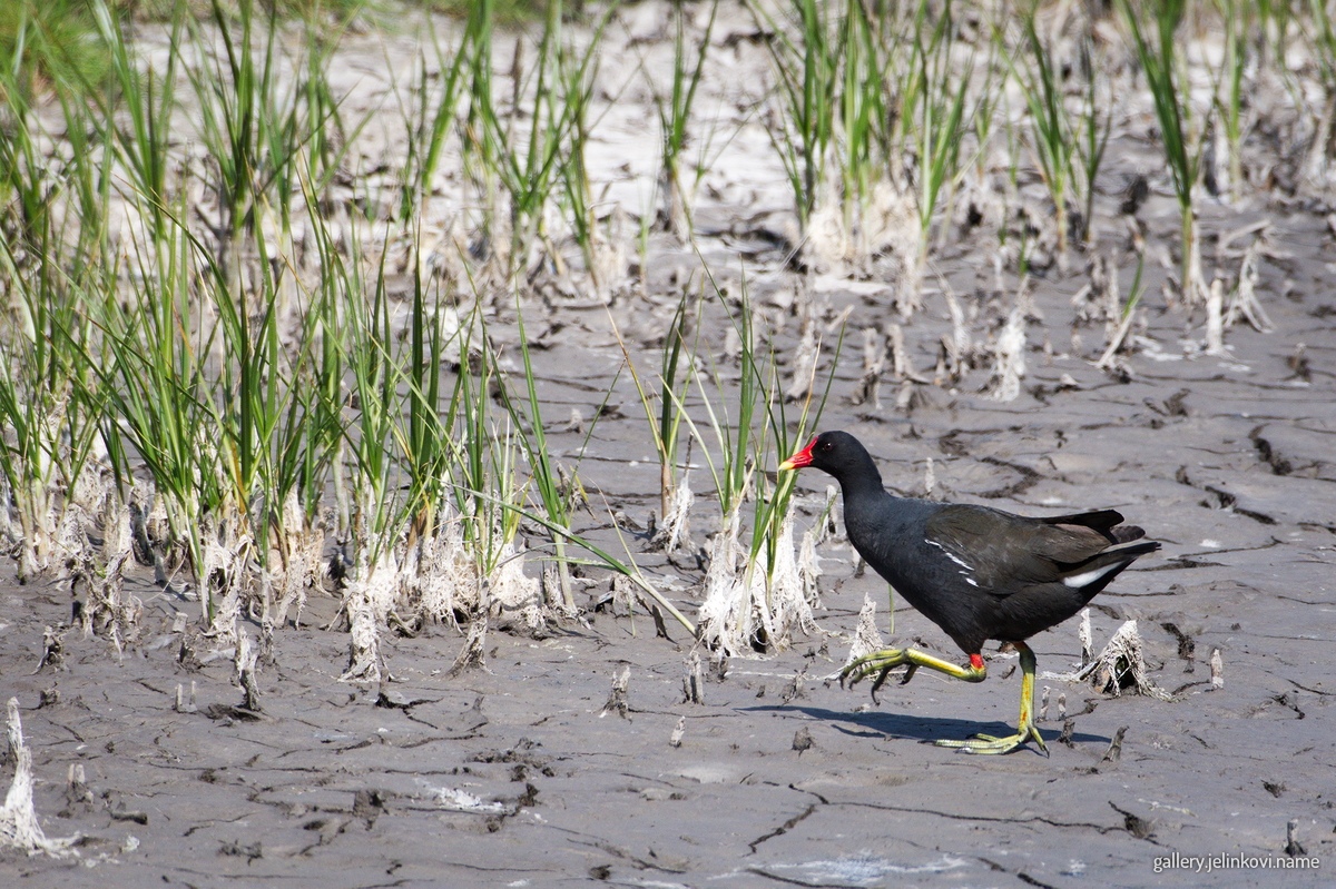 Moorhen (Gallinula chloropus)