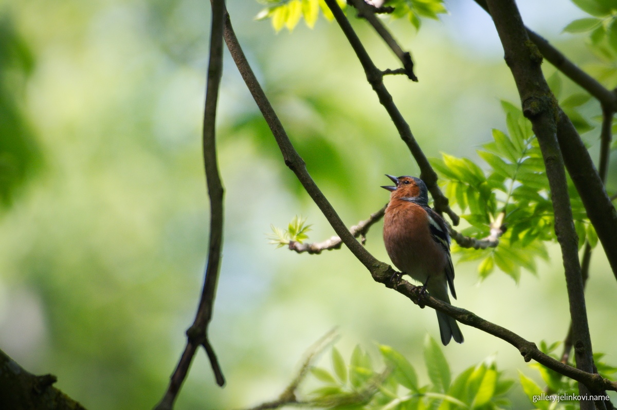 Chaffinch (Fringilla coelebs)
