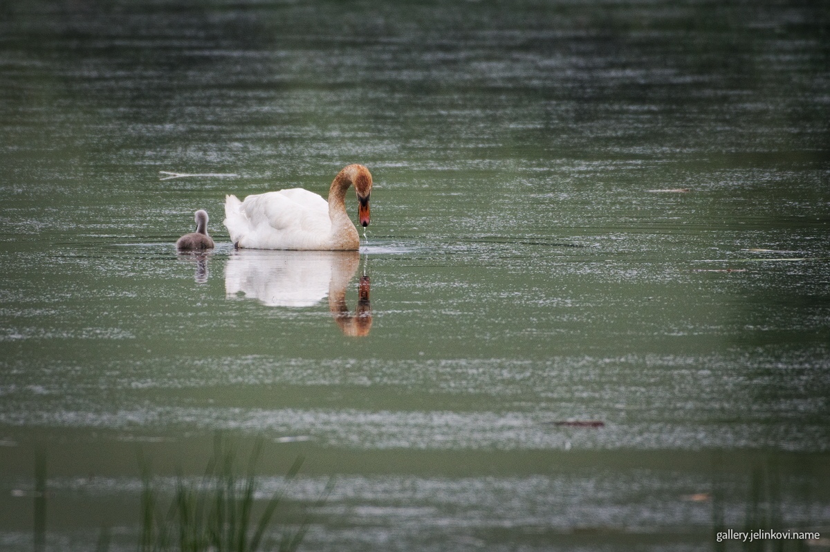Mute swan (Cygnus olor)