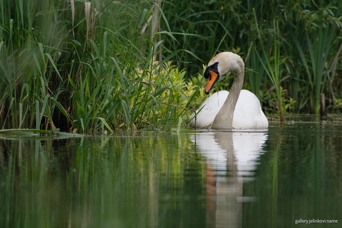 Mute swan (Cygnus olor)