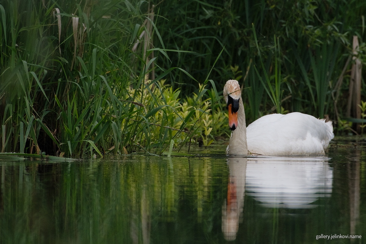 Mute swan (Cygnus olor)