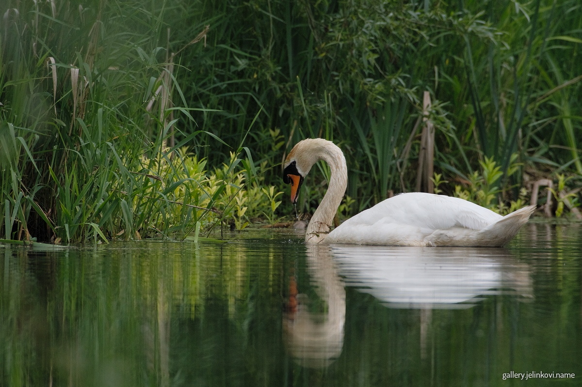 Mute swan (Cygnus olor)