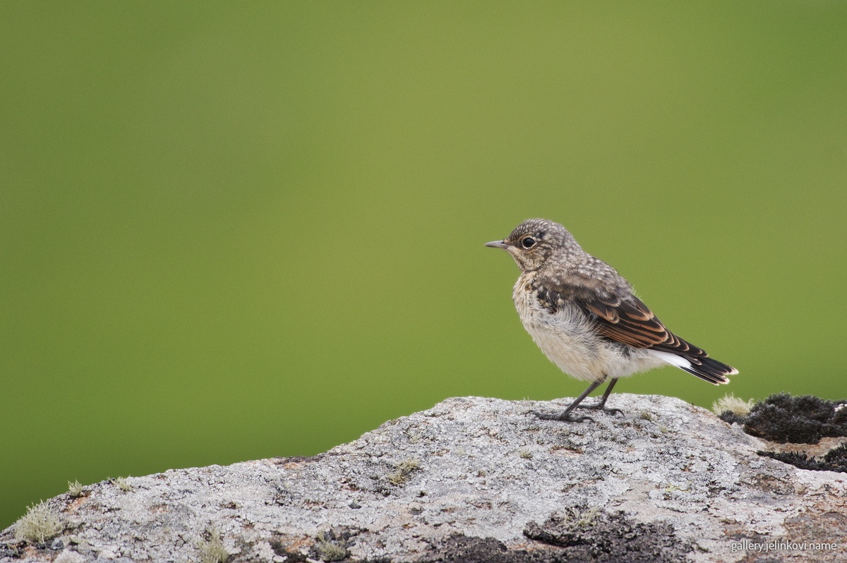 Whinchat (juvenile)