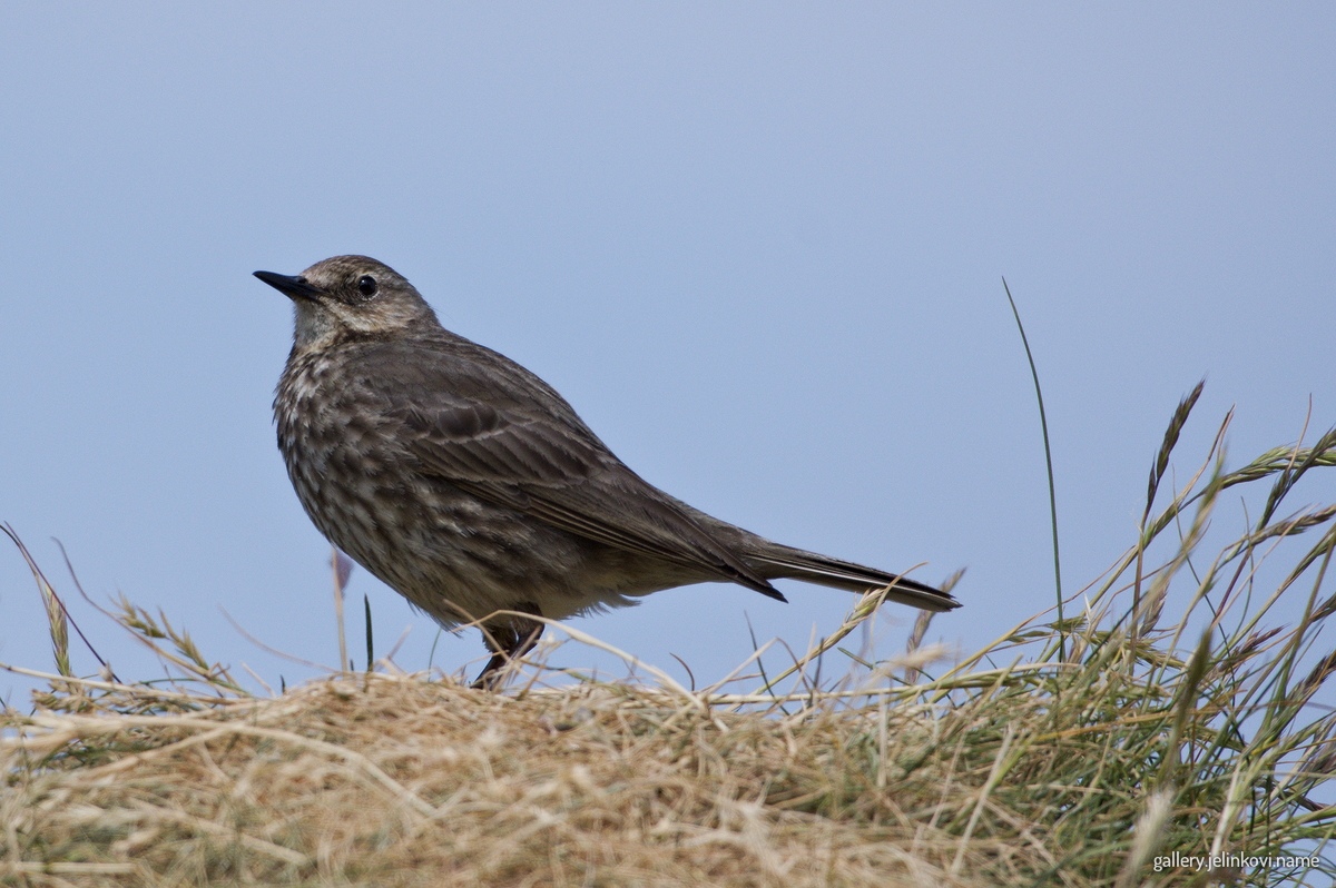 Mistle thrush (Turdus viscivorus)