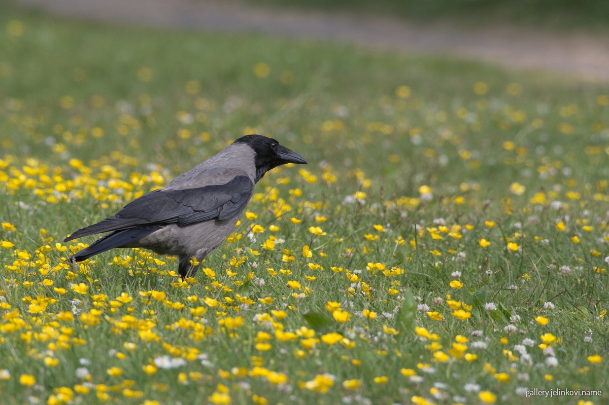 Hooded Crow (Corvus cornix)