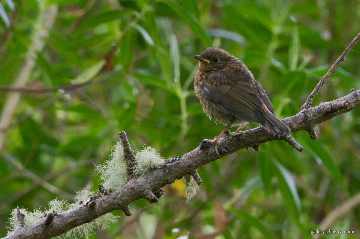Starling (Sturnus vulgaris) - juvenile