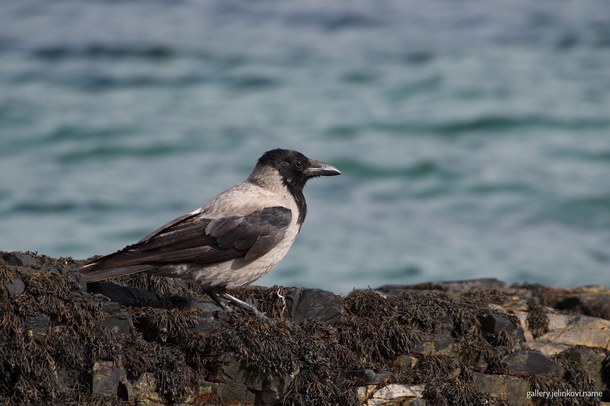 Hooded Crow (Corvus cornix)