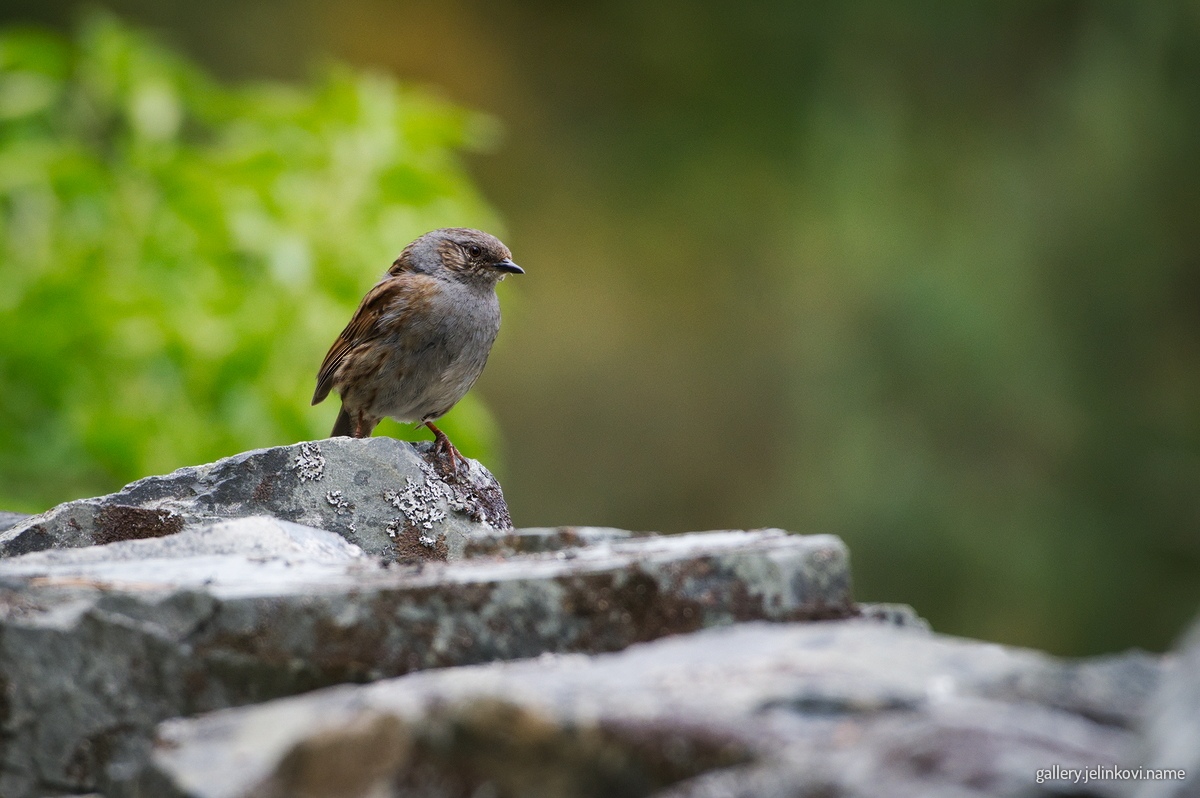 Dunnock (Prunella modularis)