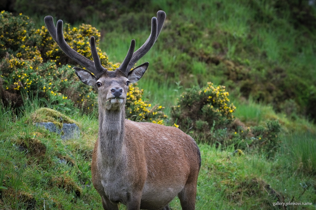 Red deer (Cervus elaphus)