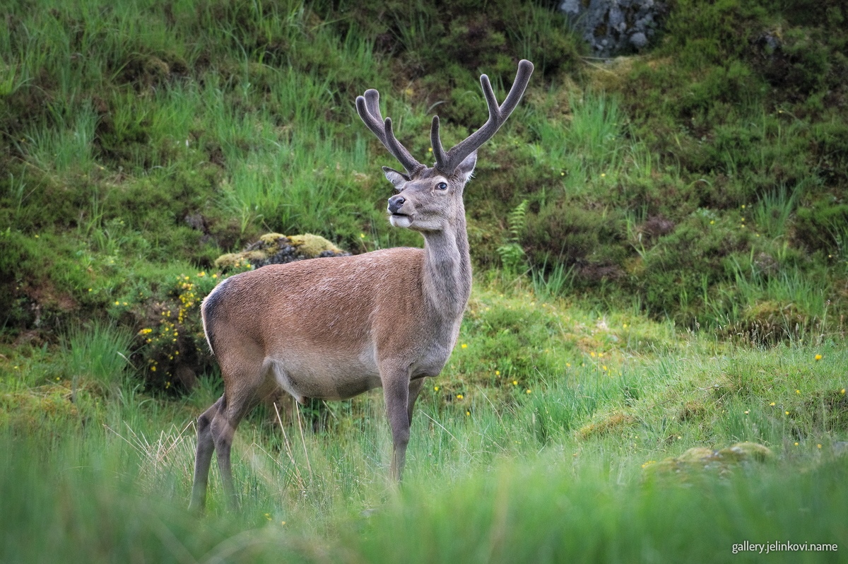 Red deer (Cervus elaphus)