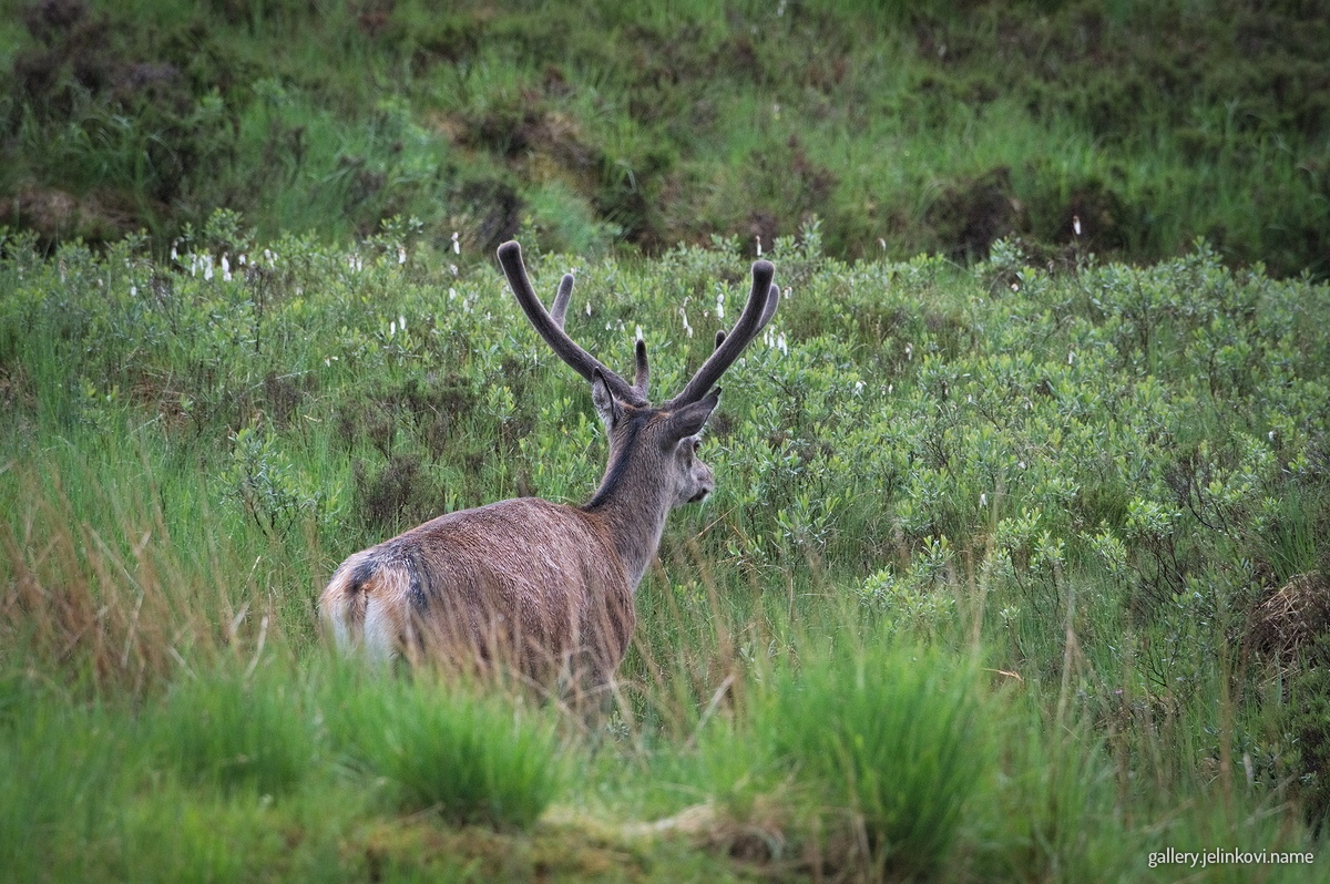 Red deer (Cervus elaphus)