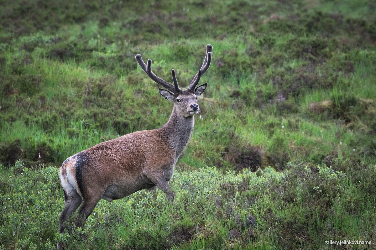 Red deer (Cervus elaphus)
