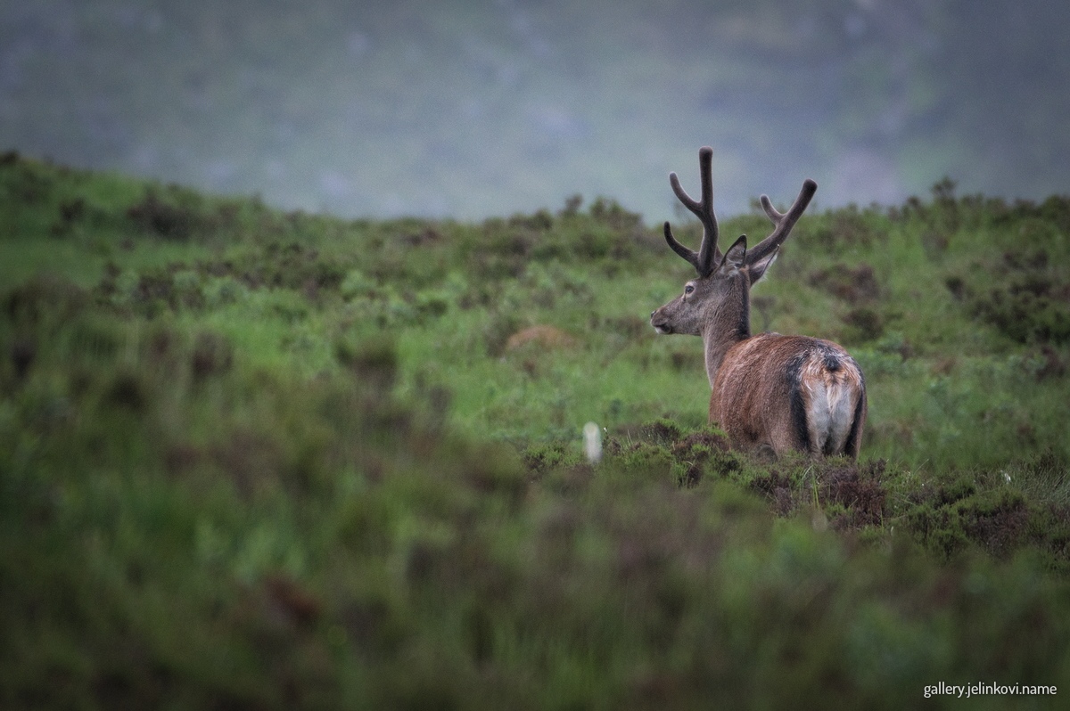 Red deer (Cervus elaphus)