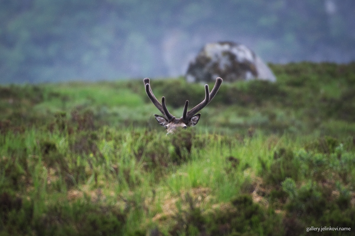 Red deer (Cervus elaphus)