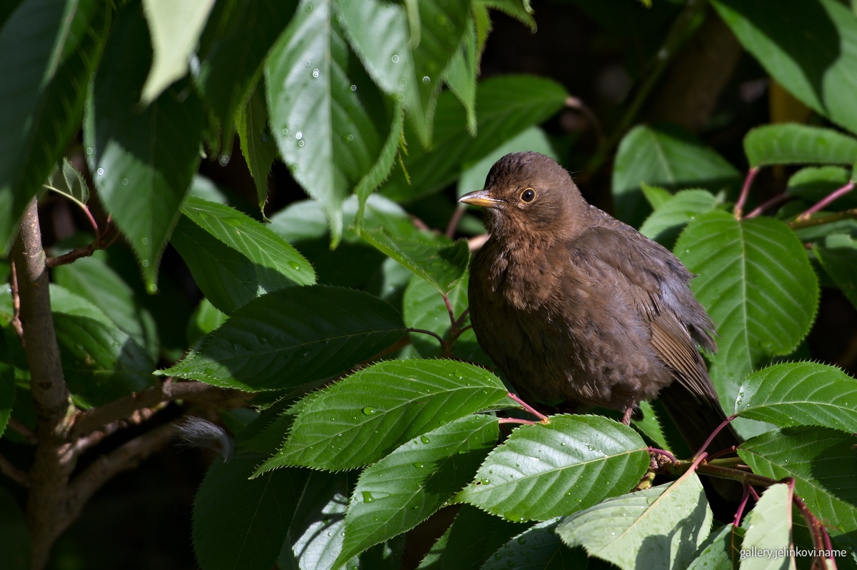 Common blackbird (Turdus merula)