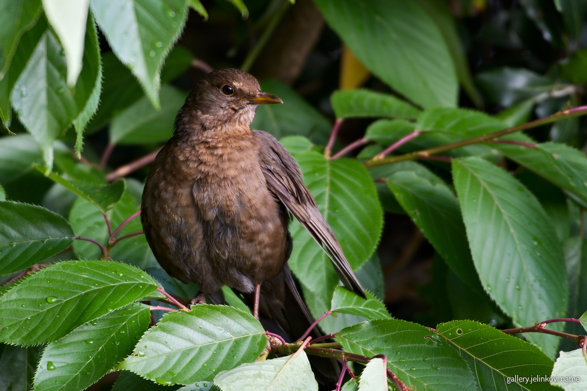 Common blackbird (Turdus merula)