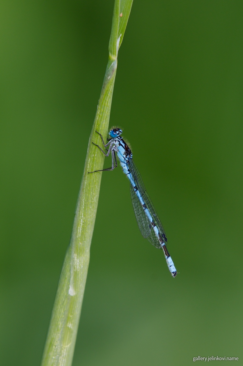 Damselfly