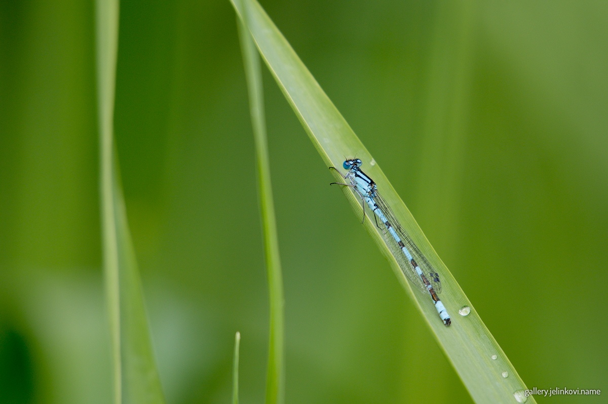 Damselfly