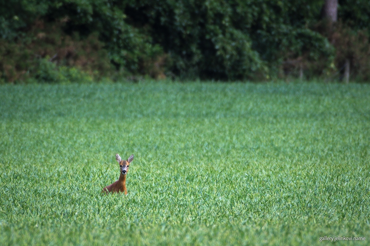Roe deer (Capreolus capreolus)