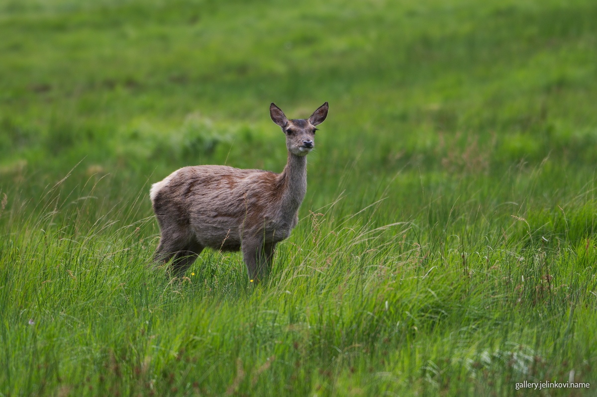 Roe deer (Capreolus capreolus)