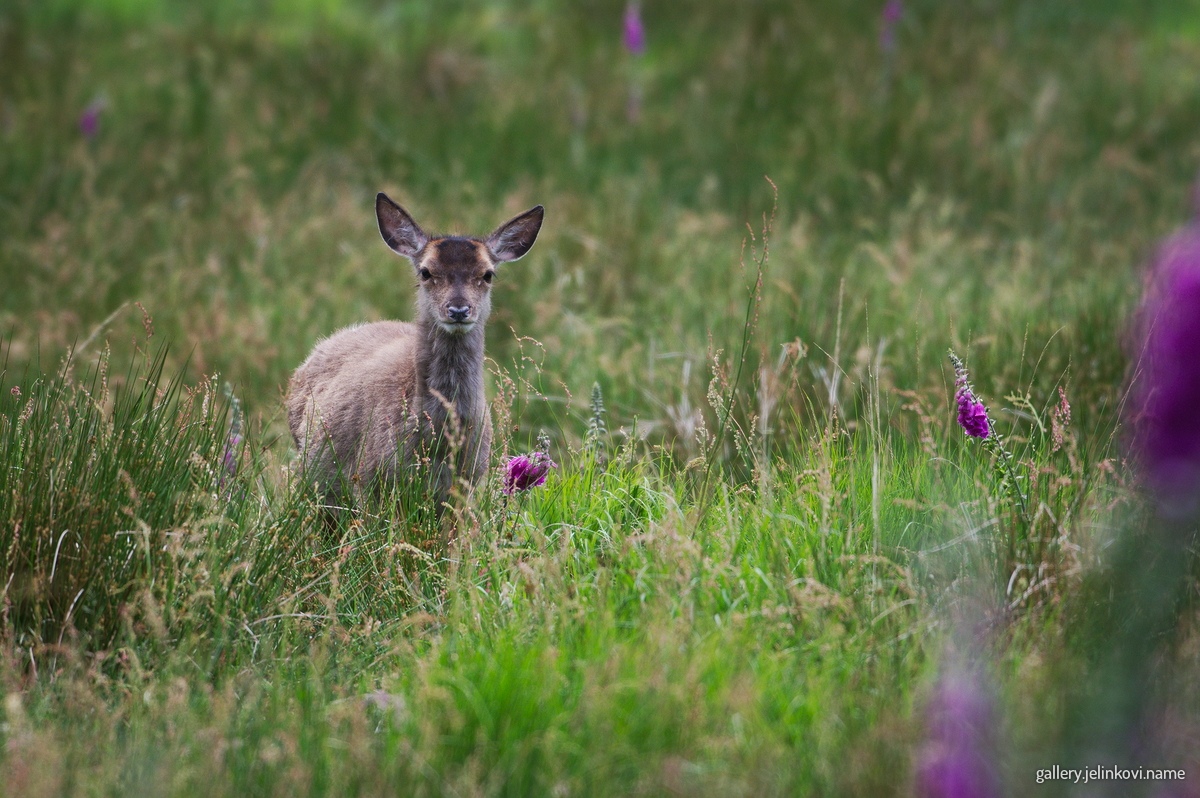 Roe deer (Capreolus capreolus)