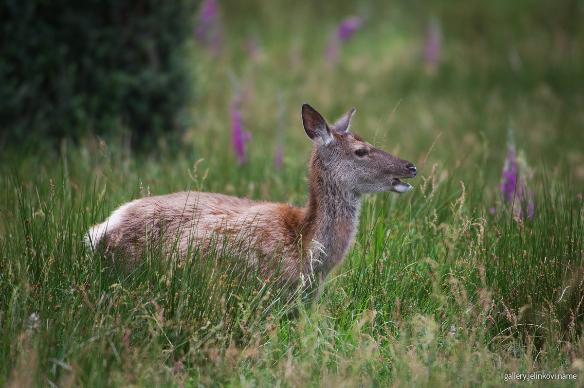 Roe deer (Capreolus capreolus)
