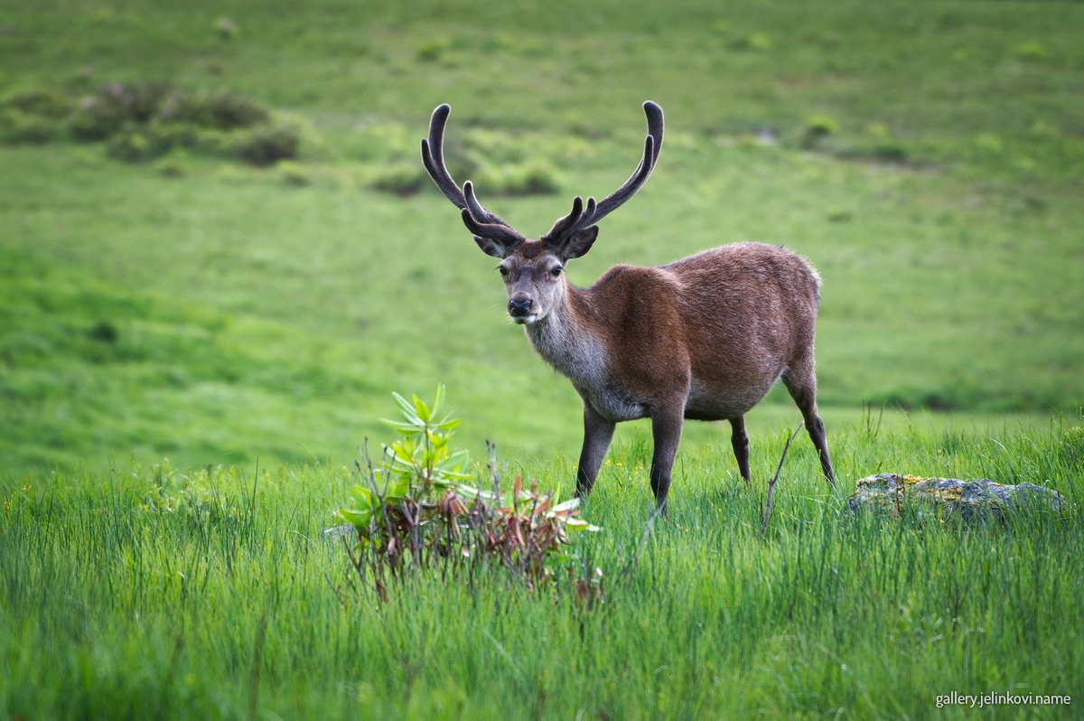Red deer (Cervus elaphus)