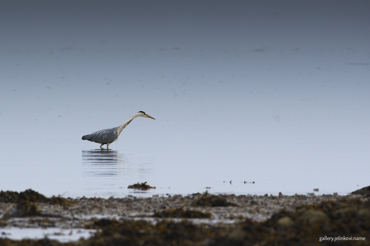 Grey heron (Ardea cinerea)