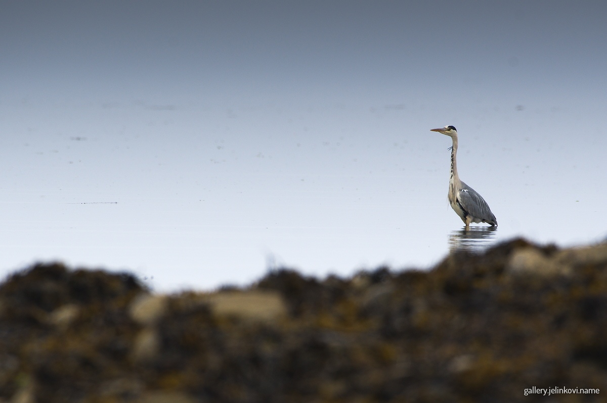 Grey heron (Ardea cinerea)