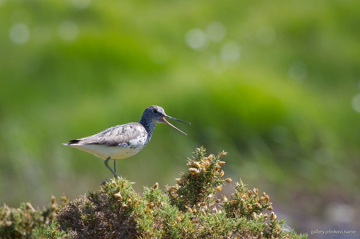 Greenshank (Tringa nebularia)