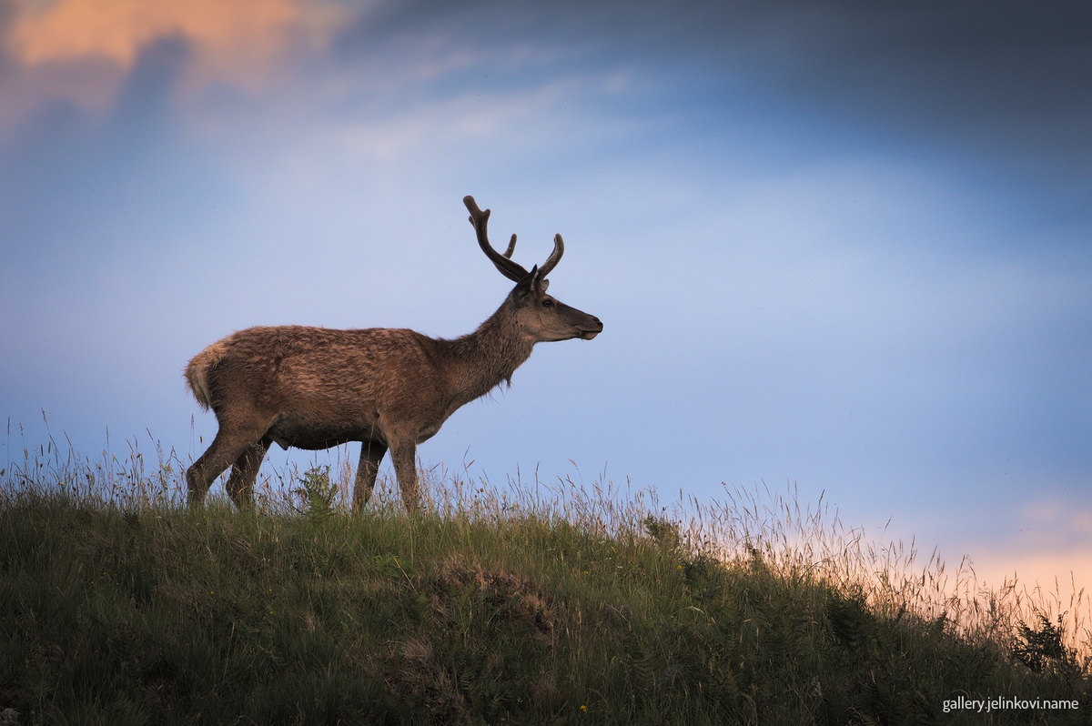 Red deer (Cervus elaphus)