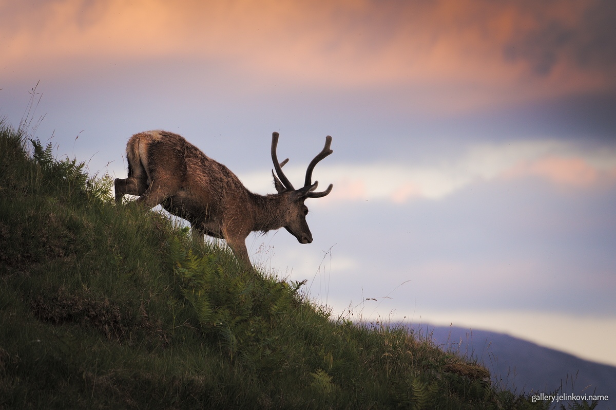 Red deer (Cervus elaphus)