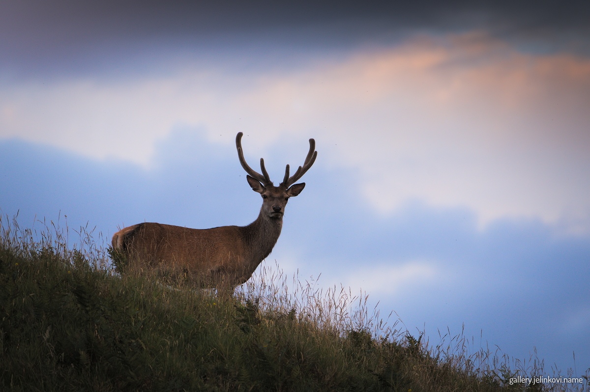 Red deer (Cervus elaphus)