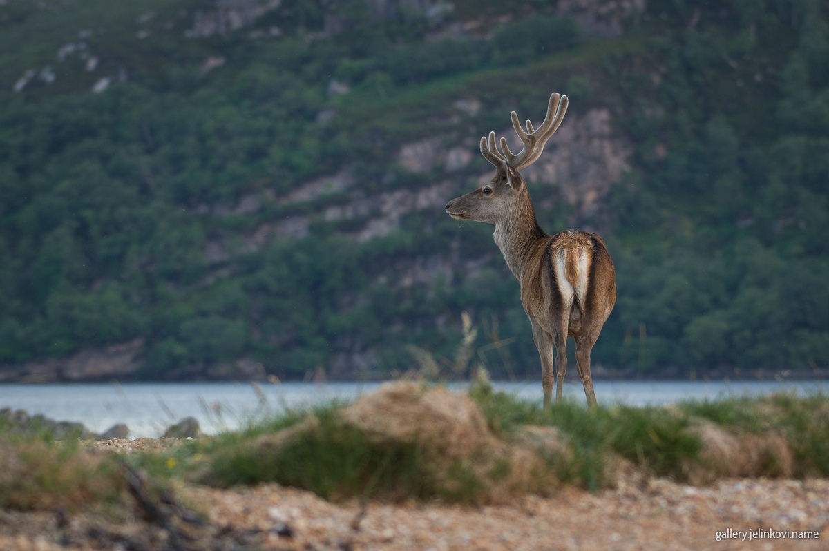 Red deer (Cervus elaphus)