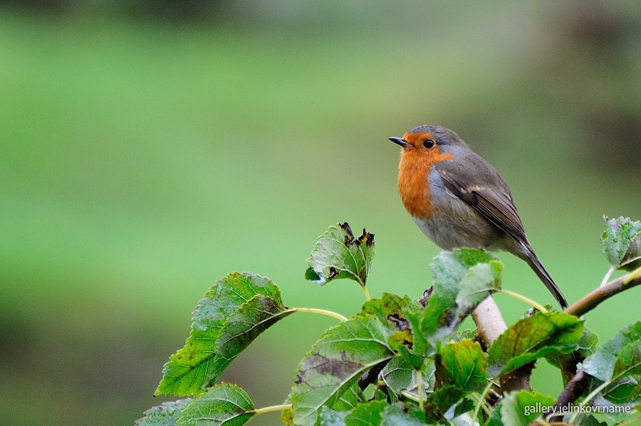 Robin (Erithacus rubecula)