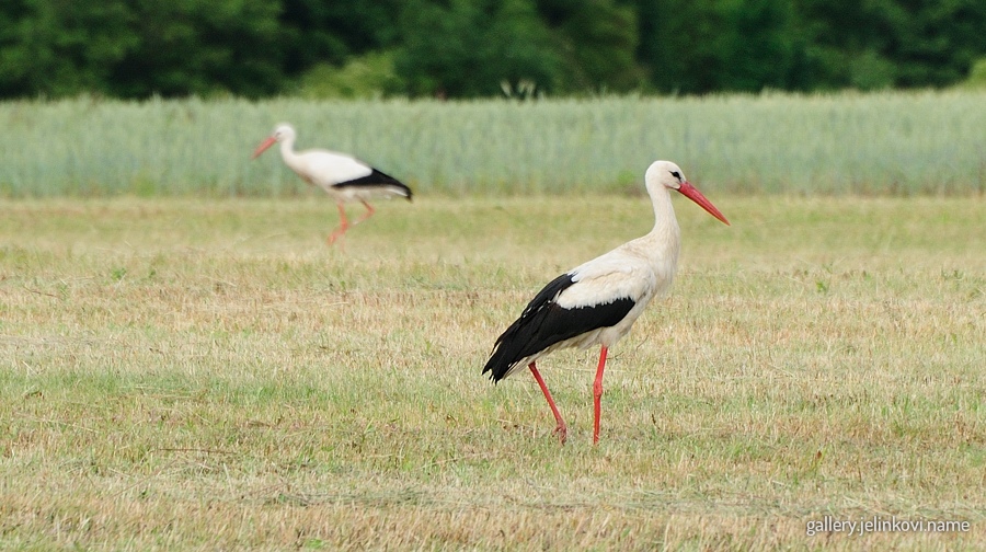 White stork (Ciconia ciconia)