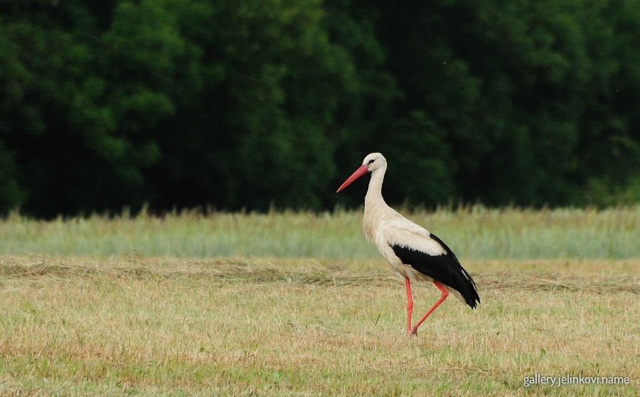 White stork (Ciconia ciconia)