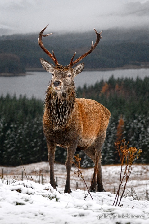 Red deer (Cervus elaphus)