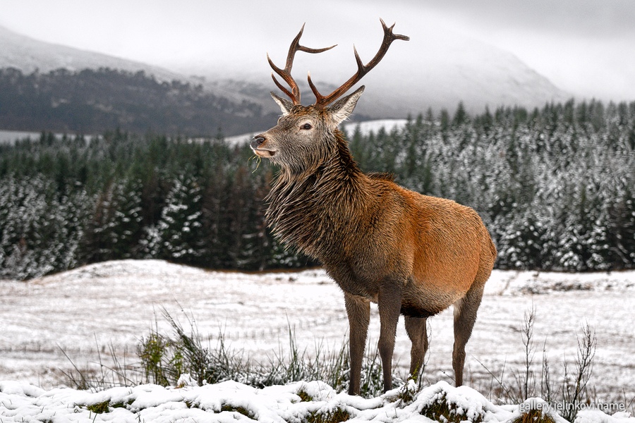 Red deer (Cervus elaphus)